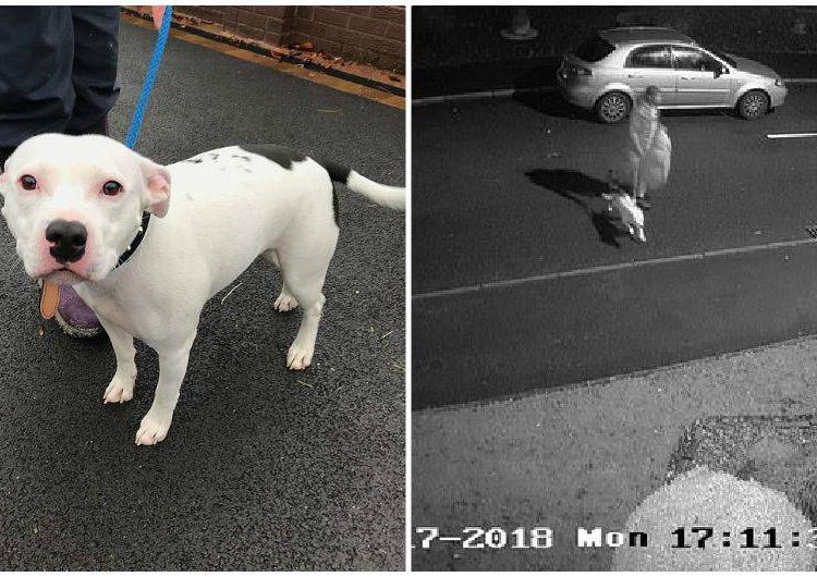 (VIDEO) ¡Triste! Deja abandonado a su perro en la calle y este intenta detener el auto de su amo