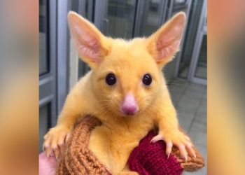 Encuentran un ‘Pikachu’ de la vida real en Australia