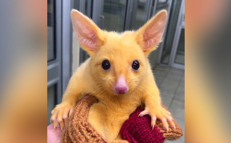 Encuentran un ‘Pikachu’ de la vida real en Australia