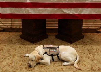 (FOTOS) ¡Conmovedor! El perro de servicio de George H. W. Bush aún no abandona a su difunto amo
