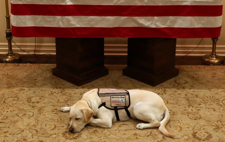 (FOTOS) ¡Conmovedor! El perro de servicio de George H. W. Bush aún no abandona a su difunto amo