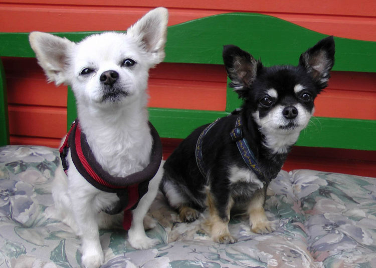 Por celos hombre lanza los chihuahuas de su esposa desde una segunda planta