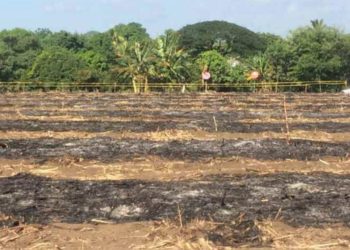 Localizan cementerio clandestino en cañal de Sonsonate