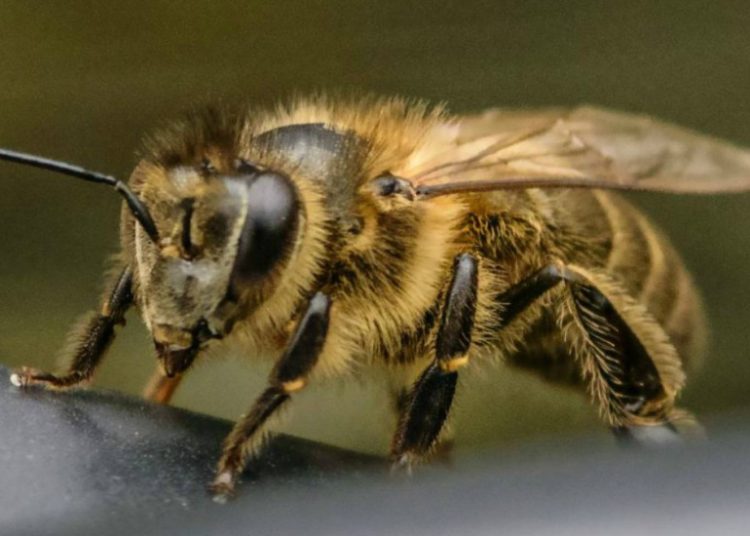 Juez ordena proteger abejas en Colombia ante amenaza de extinción