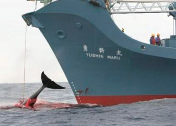 Japón reanuda la caza comercial de ballenas