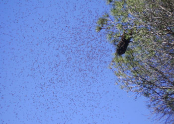 Empleado municipal muere tras ser atacado por enjambre de abejas en Santa Ana