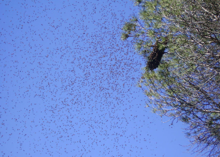 Empleado municipal muere tras ser atacado por enjambre de abejas en Santa Ana