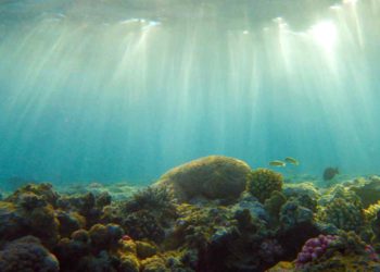 Por esta razón la red alimenticia de los océanos podría colapsar