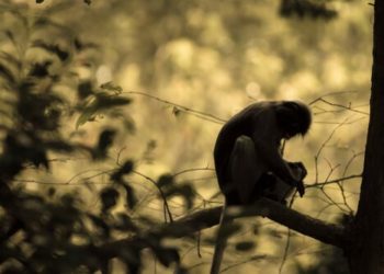Se comieron un mono en peligro de extinción y lo transmitieron en Facebook