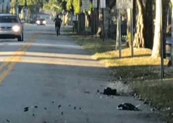 Policía busca a asesino en serie de patos, en Miami
