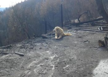 Perro abandonado espera a sus dueños durante un mes en una casa quemada