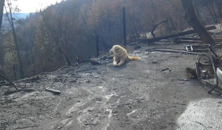 Perro abandonado espera a sus dueños durante un mes en una casa quemada