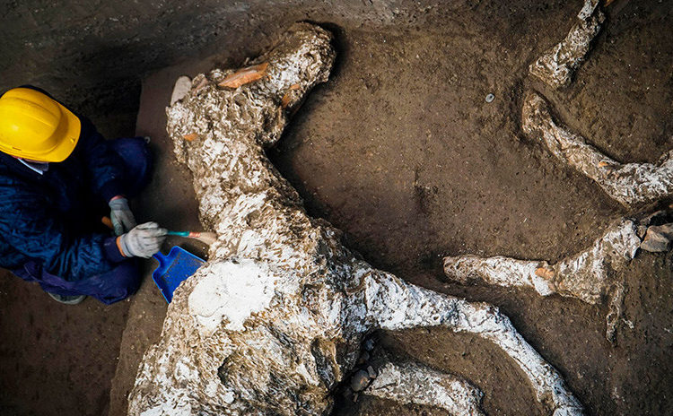 Hallan un caballo petrificado, con adornos y bien conservado, en un antiguo establo de Pompeya