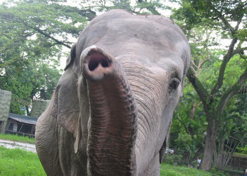 Ministerio de Cultura no buscan elefante para el Zoológico Nacional