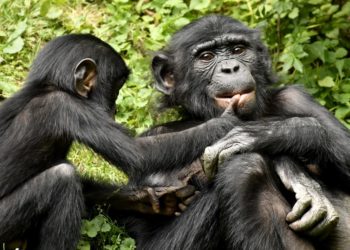 Suiza autoriza un referéndum para otorgar derechos fundamentales a los simios