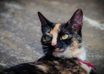 Una joven queda paralizada tras adoptar a una gata callejera