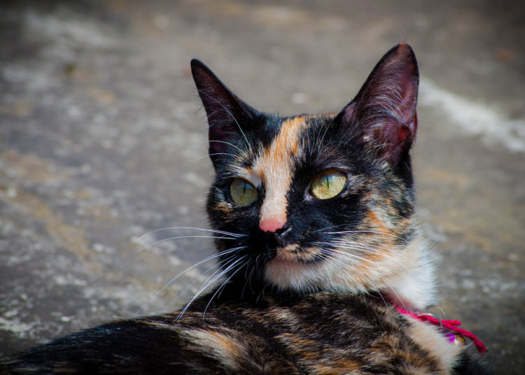 Una joven queda paralizada tras adoptar a una gata callejera
