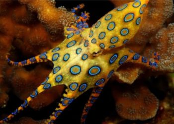 Graban a un turista sosteniendo a una de las criaturas más venenosas del planeta