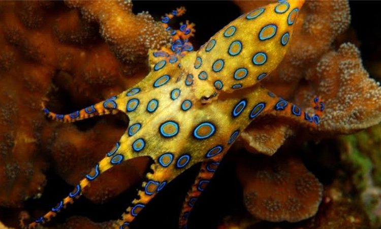 Graban a un turista sosteniendo a una de las criaturas más venenosas del planeta