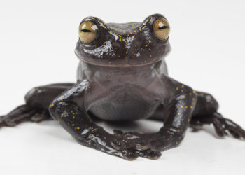 Descubren en Ecuador una rana que desconcierta a los expertos