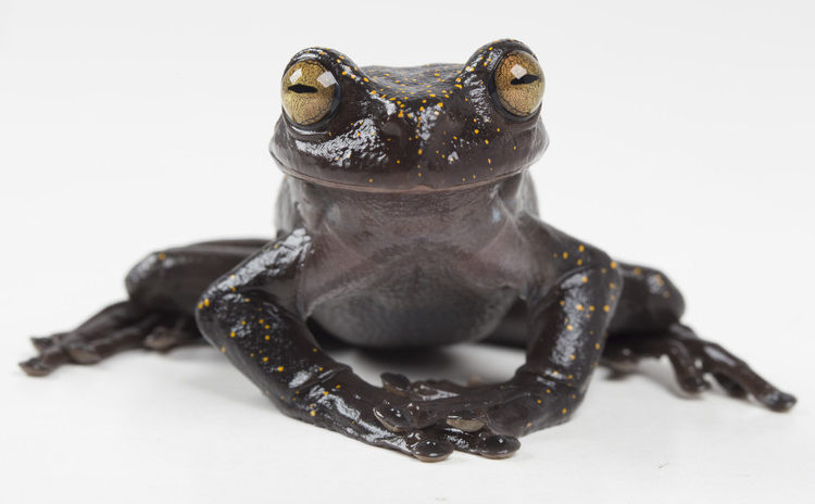 Descubren en Ecuador una rana que desconcierta a los expertos