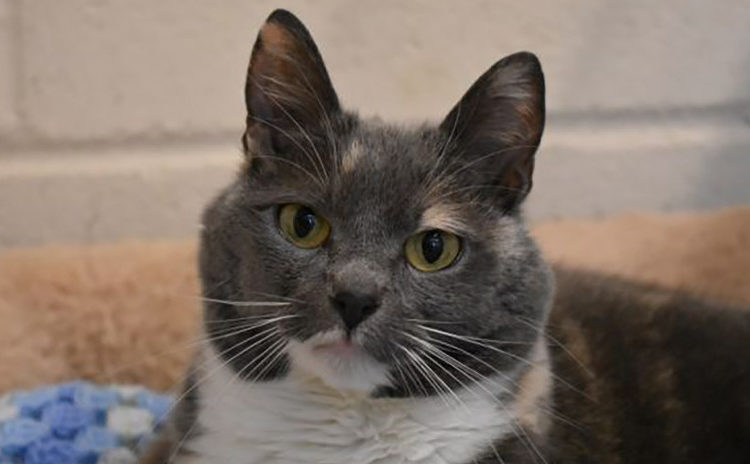 (FOTOS) Abandonan por cuarta vez a una de las gatas más gordas del Reino Unido