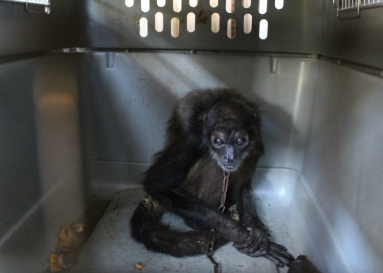 Decomisan varios animales que estaban en pésimas condiciones en un restaurante de Sonsonate