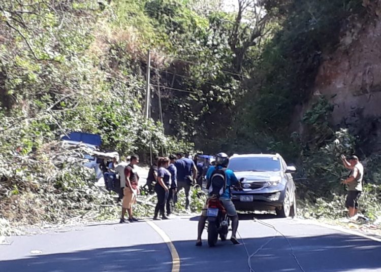 Fuertes vientos provocan caída de árboles en distintos puntos del país