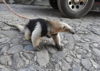 Rescatan a oso hormiguero en momento que lo vendían a $200