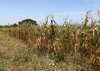 MARN advierte sequía prolongada para 2019