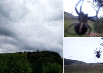 (VIDEO) Brasileños asustados por una «lluvia» de arañas