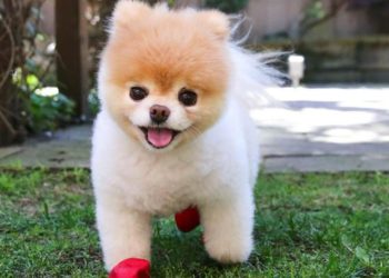 Muere «el perrito más lindo del mundo», que tenía 16 millones de seguidores en Facebook