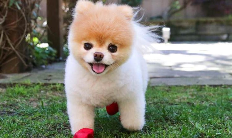 Muere «el perrito más lindo del mundo», que tenía 16 millones de seguidores en Facebook