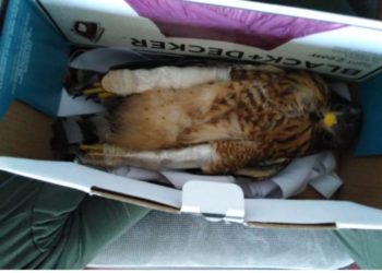 Socorristas rescatan a gavilán que tenía dañadas ambas patas