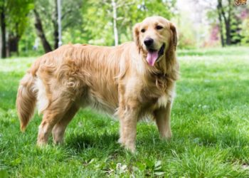 ¡Increíble! Un perro guía a una ambulancia hacia el lugar donde su dueño se había desmayado