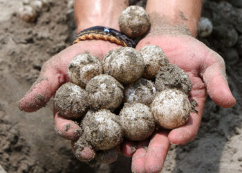 Mujer es enviada a juicio por comercializar huevos de tortuga Golfina