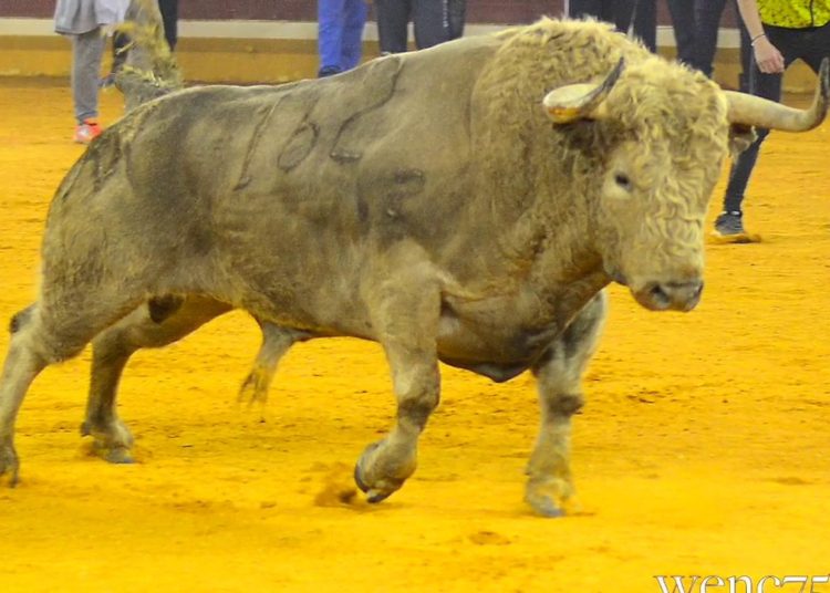 (VIDEO) Toro le arranca la ropa interior a un hombre frente a miles de personas