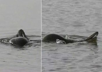 (VIDEO): Una ‘tortuga serpiente’ genera pánico en China