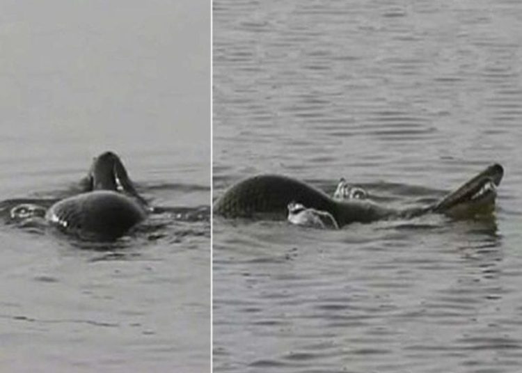 (VIDEO): Una ‘tortuga serpiente’ genera pánico en China