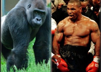 El día que Mike Tyson intentó sobornar a un cuidador para boxear con un gorila