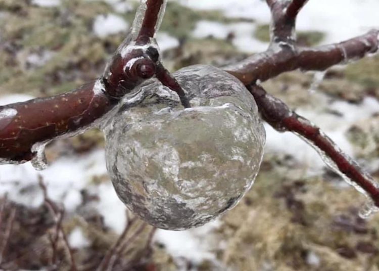 Aparecen «manzanas fantasma» en Míchigan