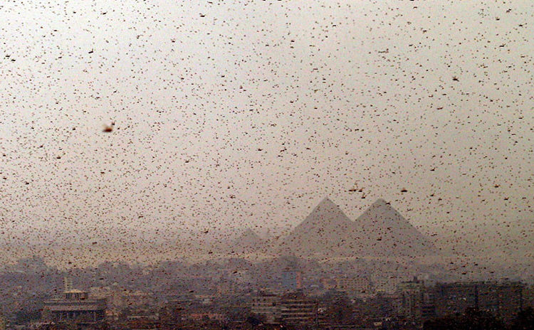Egipto podría revivir «plaga bíblica»