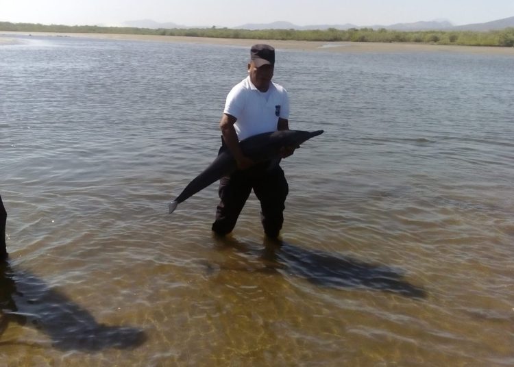 (VIDEO) Rescatan a delfín herido en playa Las Tunas
