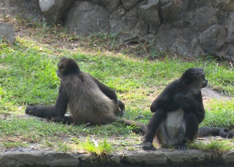 Sindicalistas mantienen cerradas las puertas del Zoológico por demandas laborales
