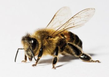 Las abejas pueden sumar y restar