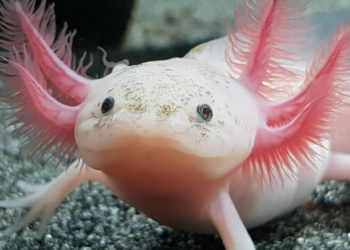 Lo que el genoma del ajolote puede enseñarle a la medicina humana