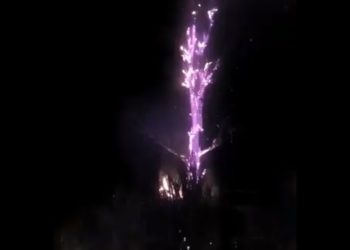 (VIDEO) Incendio reduce a cenizas a un árbol en Usulután