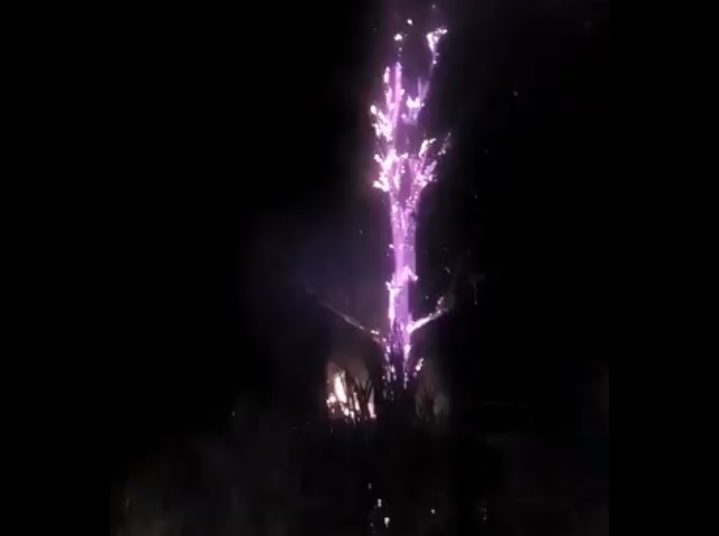 (VIDEO) Incendio reduce a cenizas a un árbol en Usulután