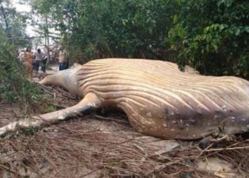 Encuentran una ballena de más de 10 metros en plena selva amazónica