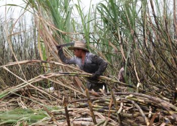 Embajada de China confirma que sin TLC importaron más de 100 mil toneladas de azúcar desde El Salvador